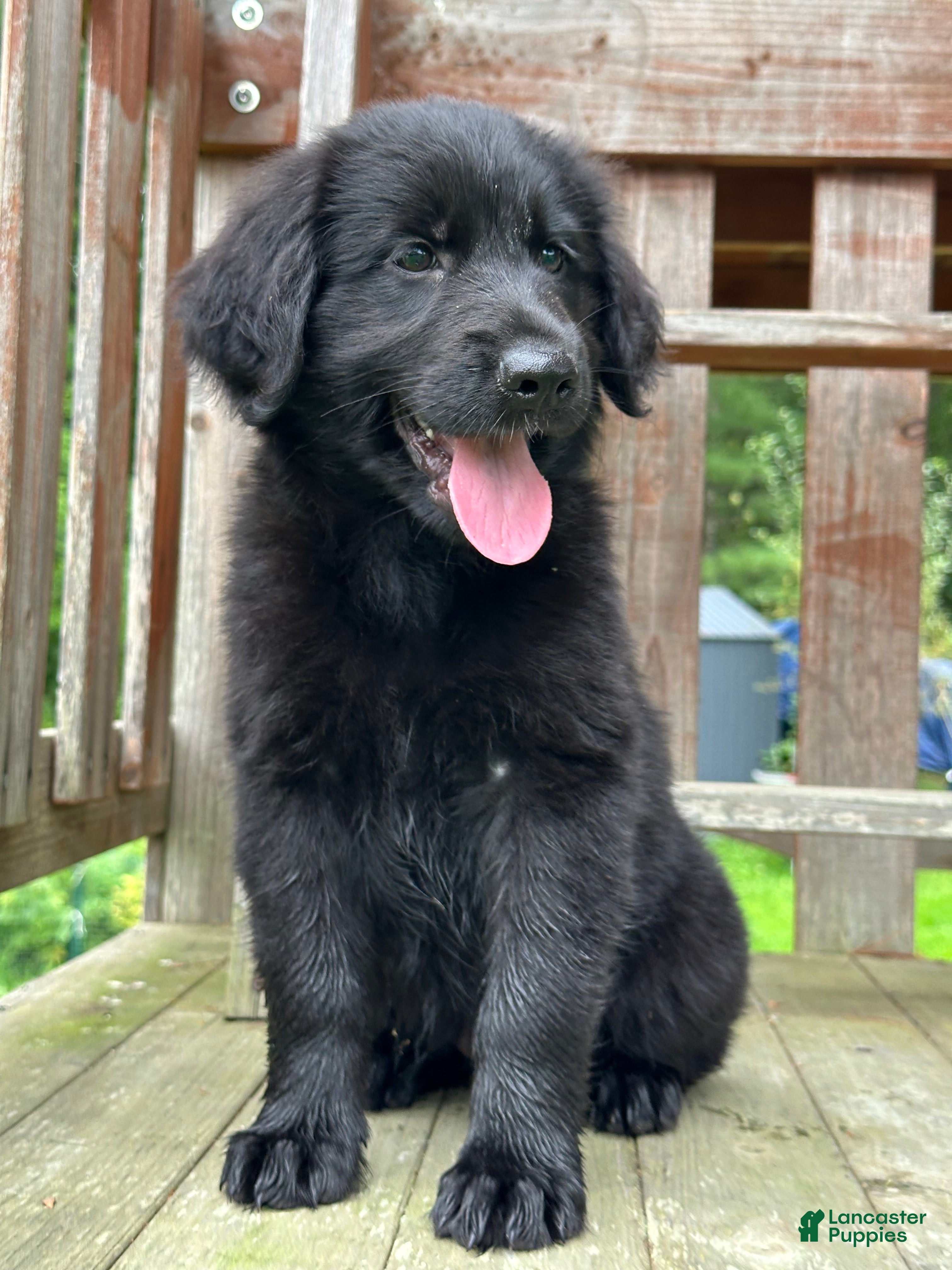 Golden Shepherd dogs Goldie - Ad 2