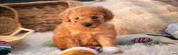 Miniature Poodle dogs for sale: Hudson - Ad 6