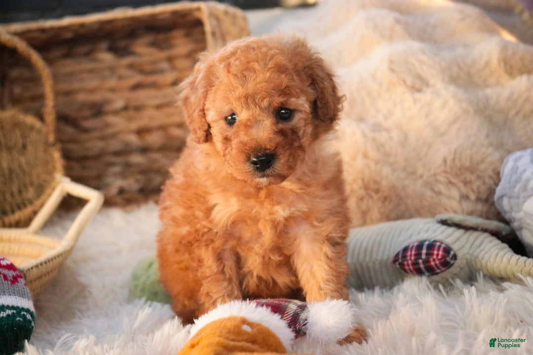 Miniature Poodle dogs for sale: Hudson - Ad 6