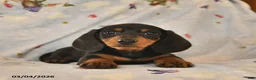 Dachshund dogs for sale: Bow - Ad 4
