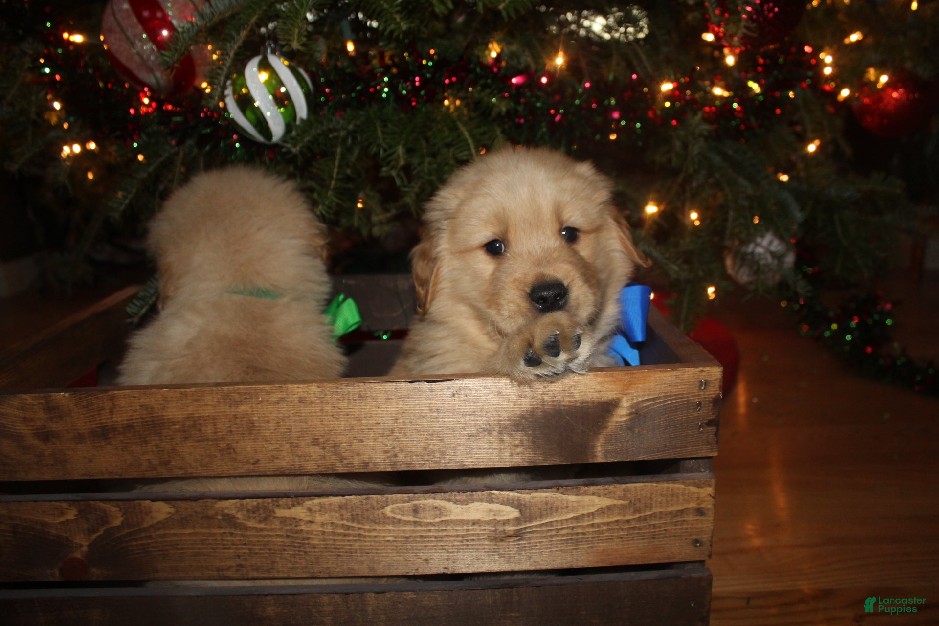 Golden Retriever dogs Golden Retriever Puppy blue - Ad 25