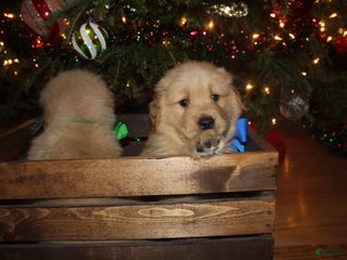 Golden Retriever dogs Golden Retriever Puppy blue - Ad 25