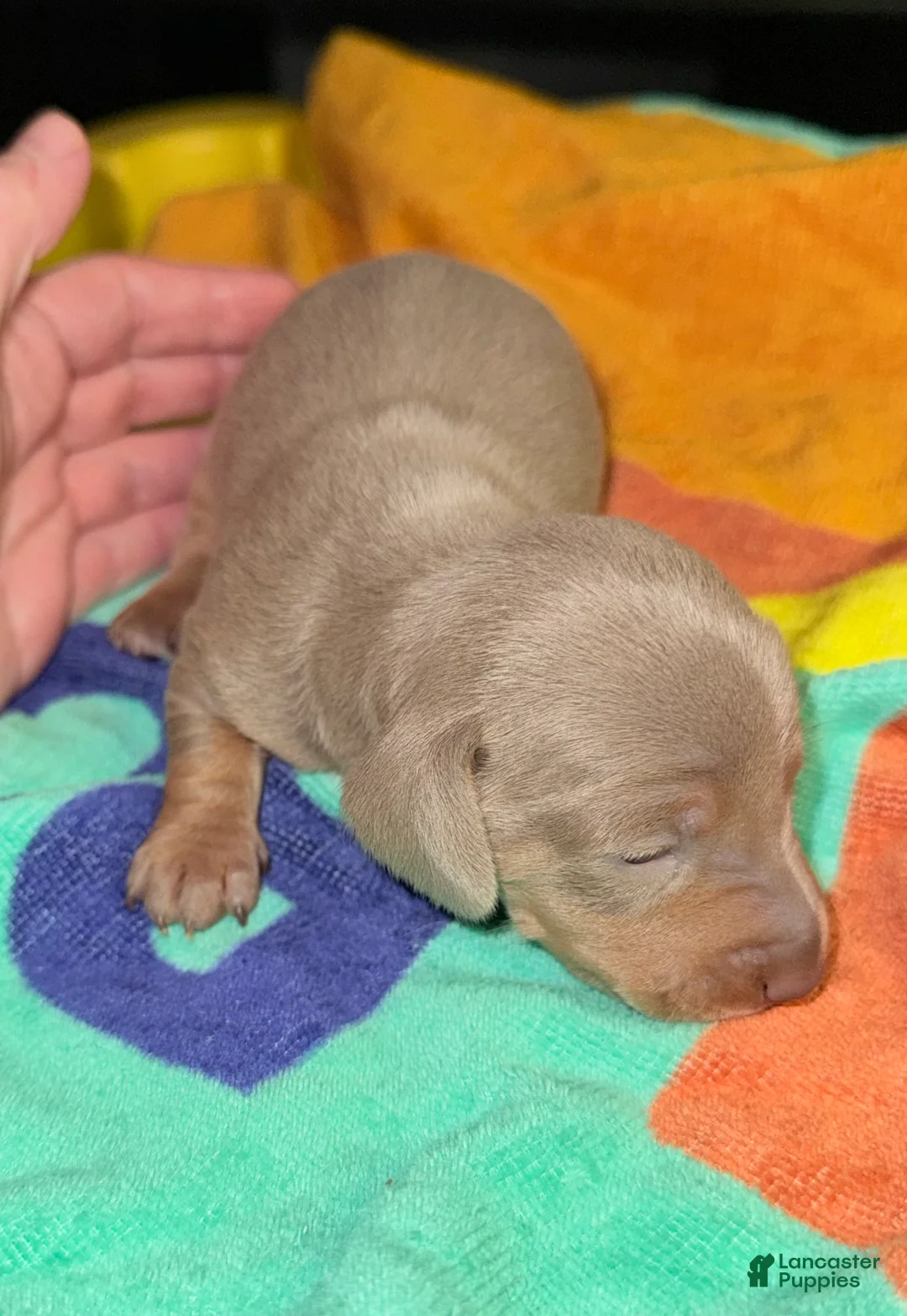 Dachshund dogs for sale: Dachshund Puppy 1 - Ad 1