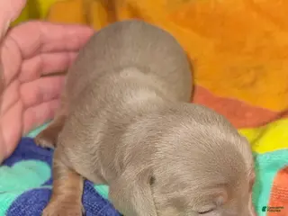 Dachshund dogs Dachshund Puppy 1 - Ad 15