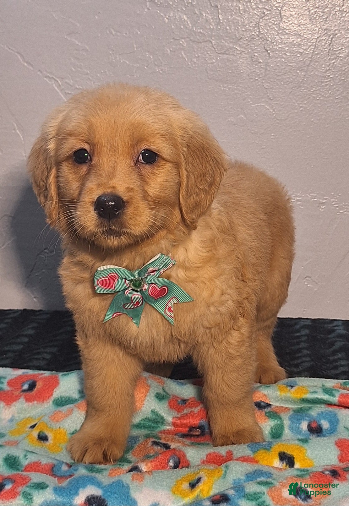 Golden Retriever dogs Tessa - Ad 2