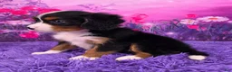 Miniature Bernese Mountain Dog dogs for sale: Leyla - Ad 3