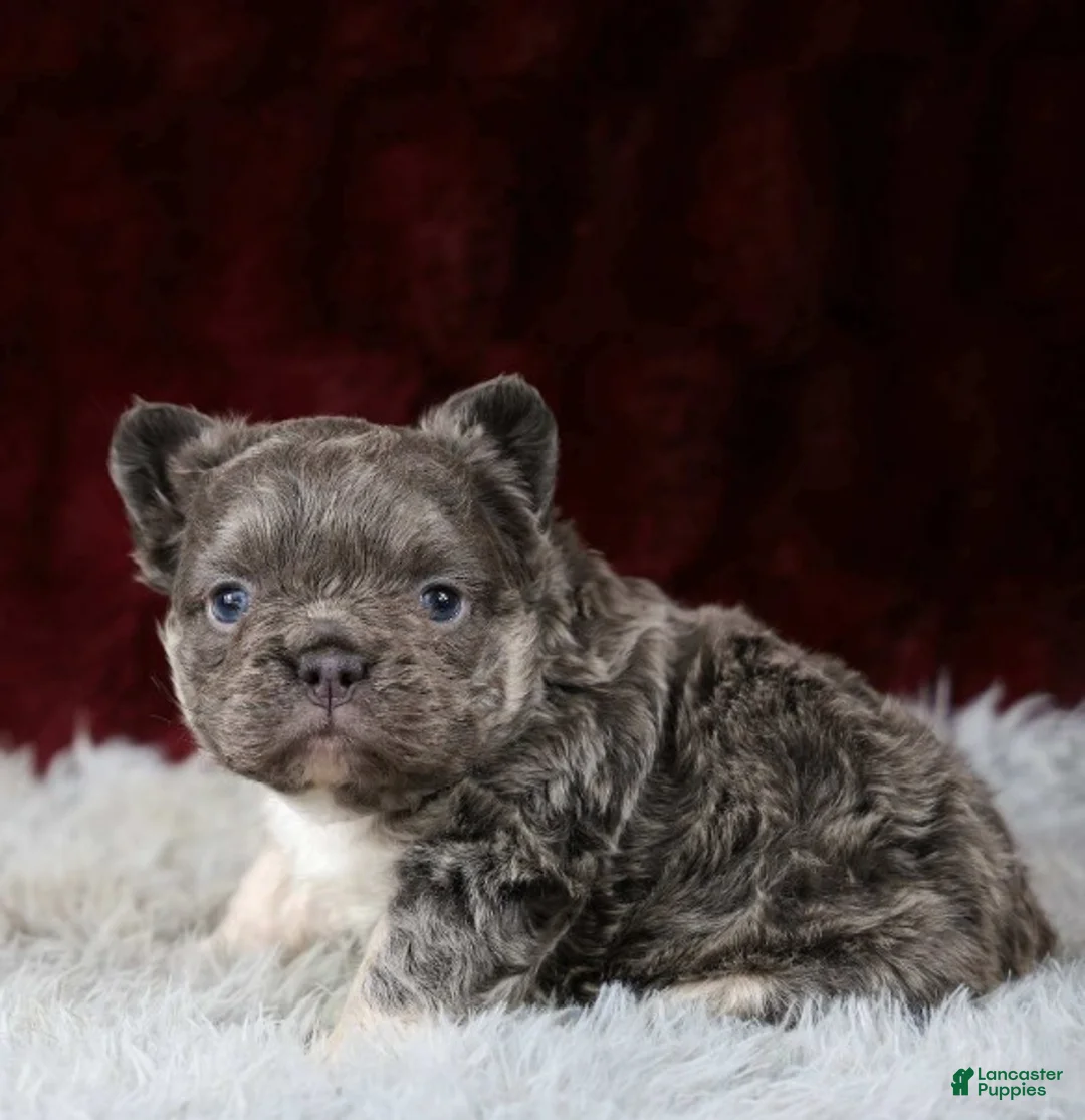 French Bulldog dogs for sale: Snuggles - Ad 3
