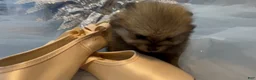 Pomeranian dogs for sale: Biscotti - Ad 2