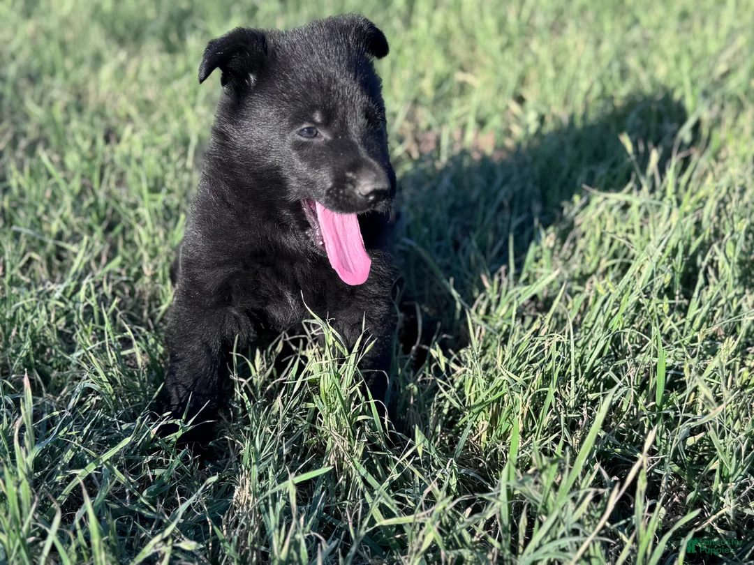 German Shepherd dogs for sale:  Puppy 5 - Ad 2