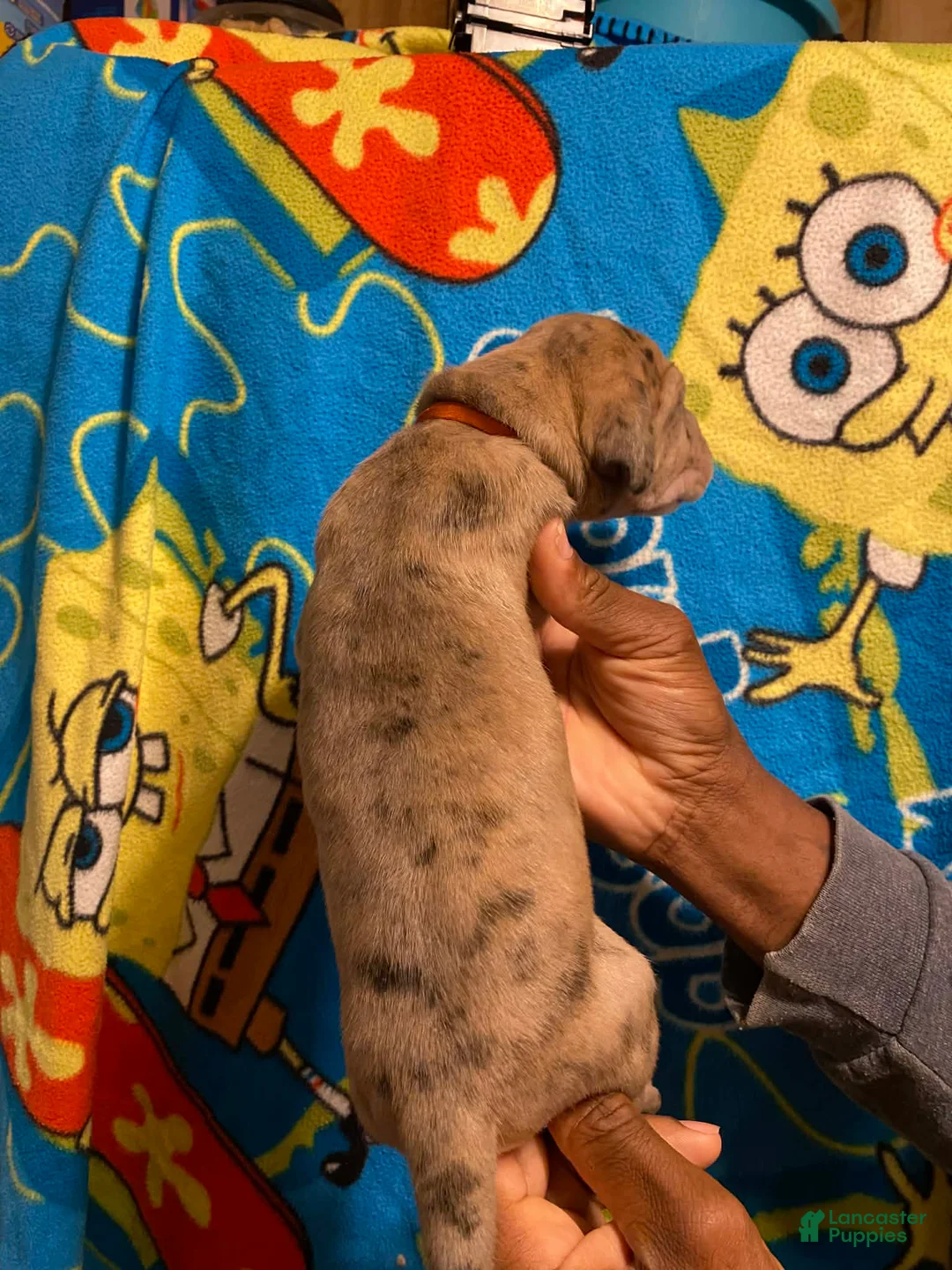 Great Dane dogs for sale: Great Dane Puppy 1 - Ad 2