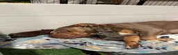 American Bully dogs for sale: Blueberry - Ad 5