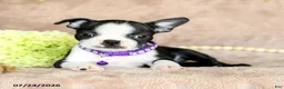 Boston Terrier dogs for sale: Dahlia - Ad 2