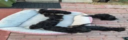 Malshi dogs for sale: Coco - Ad 5