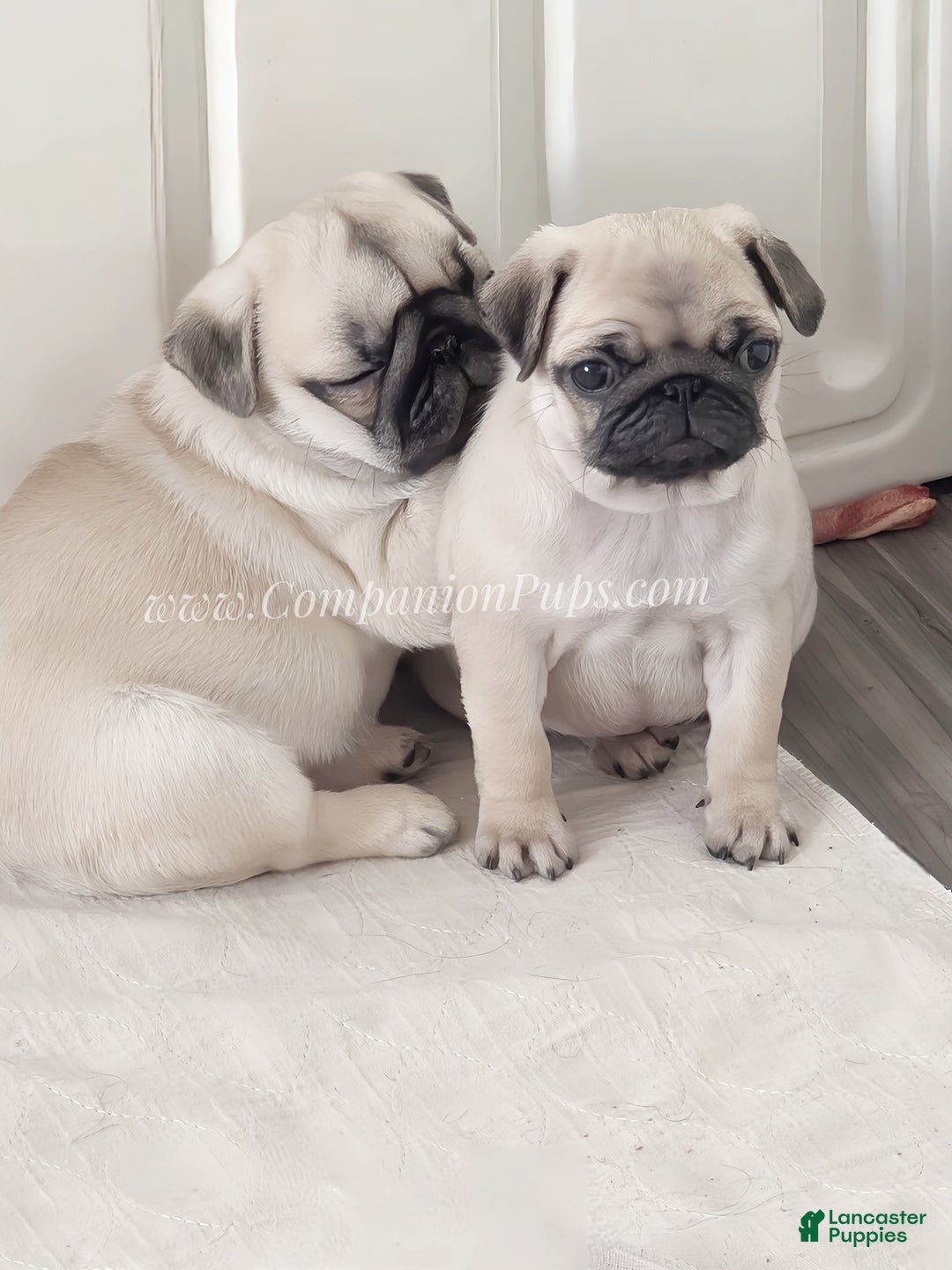 Pug dogs for sale: Excellent Christmas Present! - Silver Fawn Boy - Ad 13