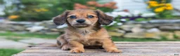Miniature Dachshund dogs for sale: Birdie - Ad 8
