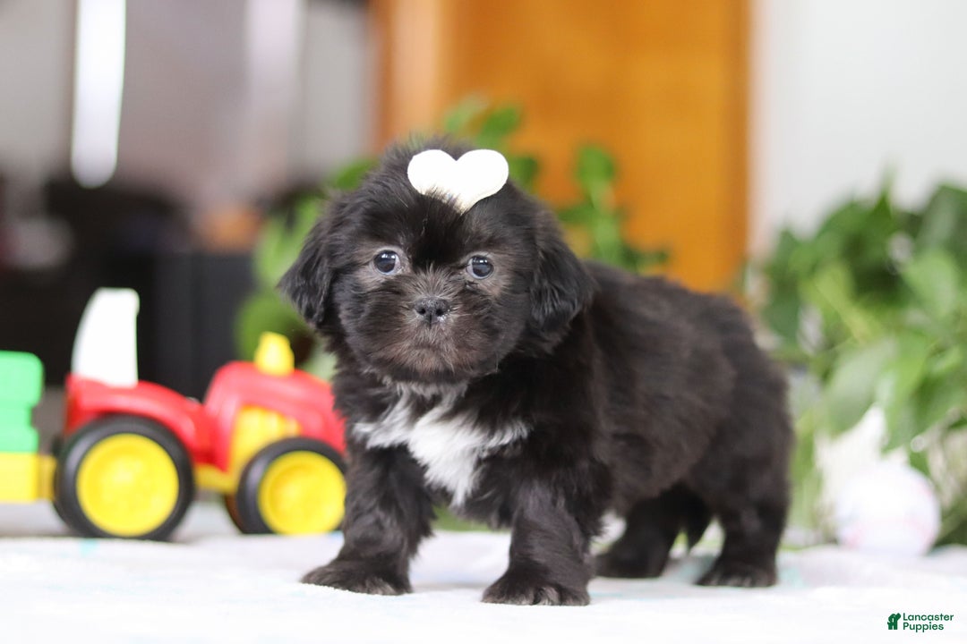 Shih Tzu dogs for sale: Emery - Ad 4