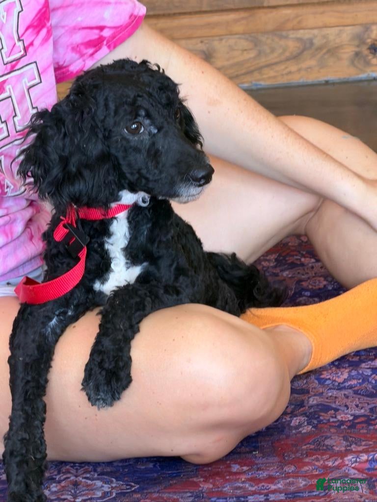 Labradoodle dogs Jet - Ad 24