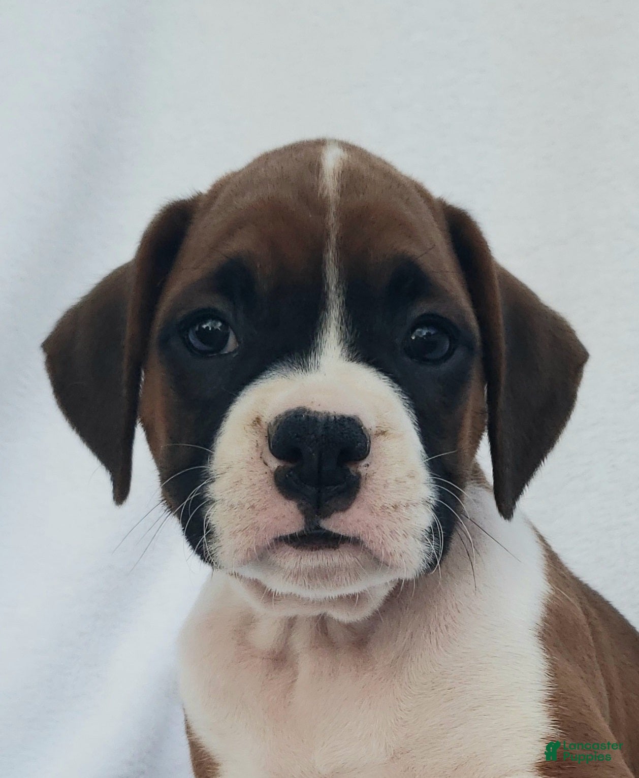 Boxer dogs Roxy - Ad 1