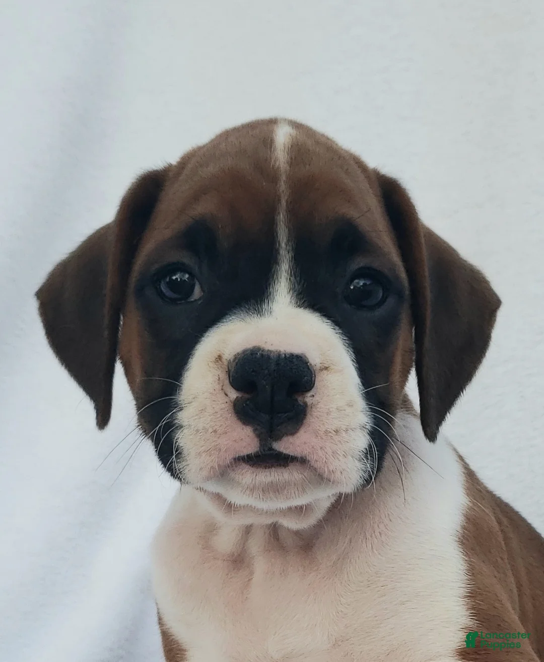 Boxer dogs for sale: Roxy - Ad 1