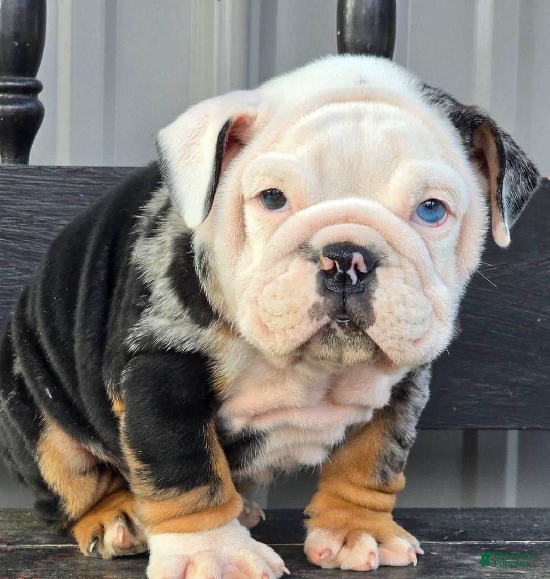 English Bulldog dogs for sale: Magnum - Ad 1