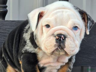 English Bulldog dogs Magnum - Ad 33