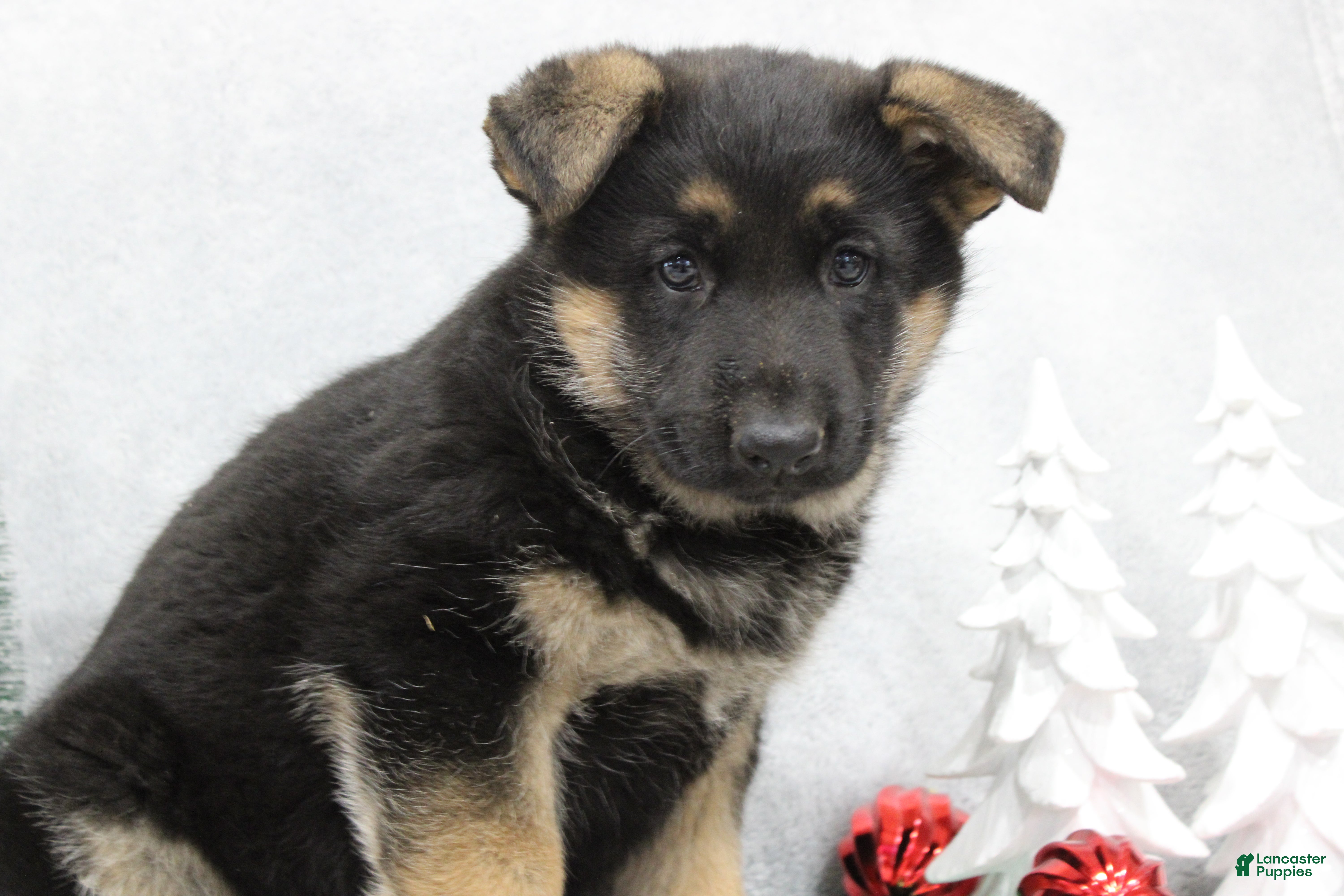 German Shepherd dogs German Shepherd Puppy 3 - Ad 15