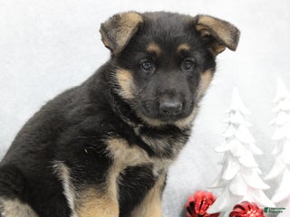 German Shepherd dogs German Shepherd Puppy 3 - Ad 15