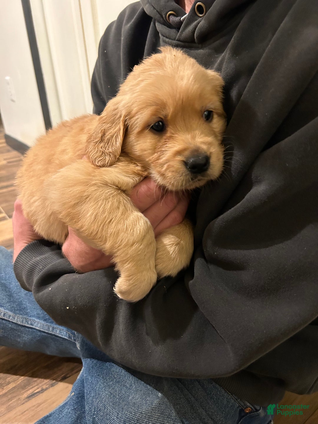 Golden Retriever dogs for sale: Golden Retriever litter of 8 puppies - Ad 10
