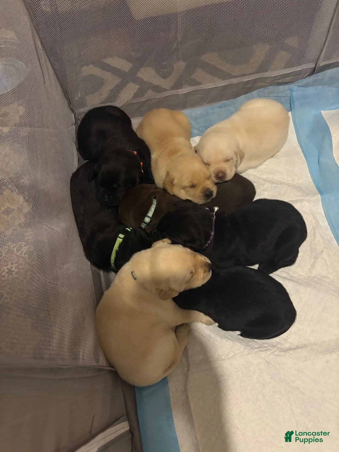 Labrador Retriever dogs for sale: Labrador Retriever big boy grey collar  - Ad 23