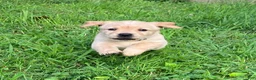 Labrador Retriever dogs for sale: Liberty - Ad 3