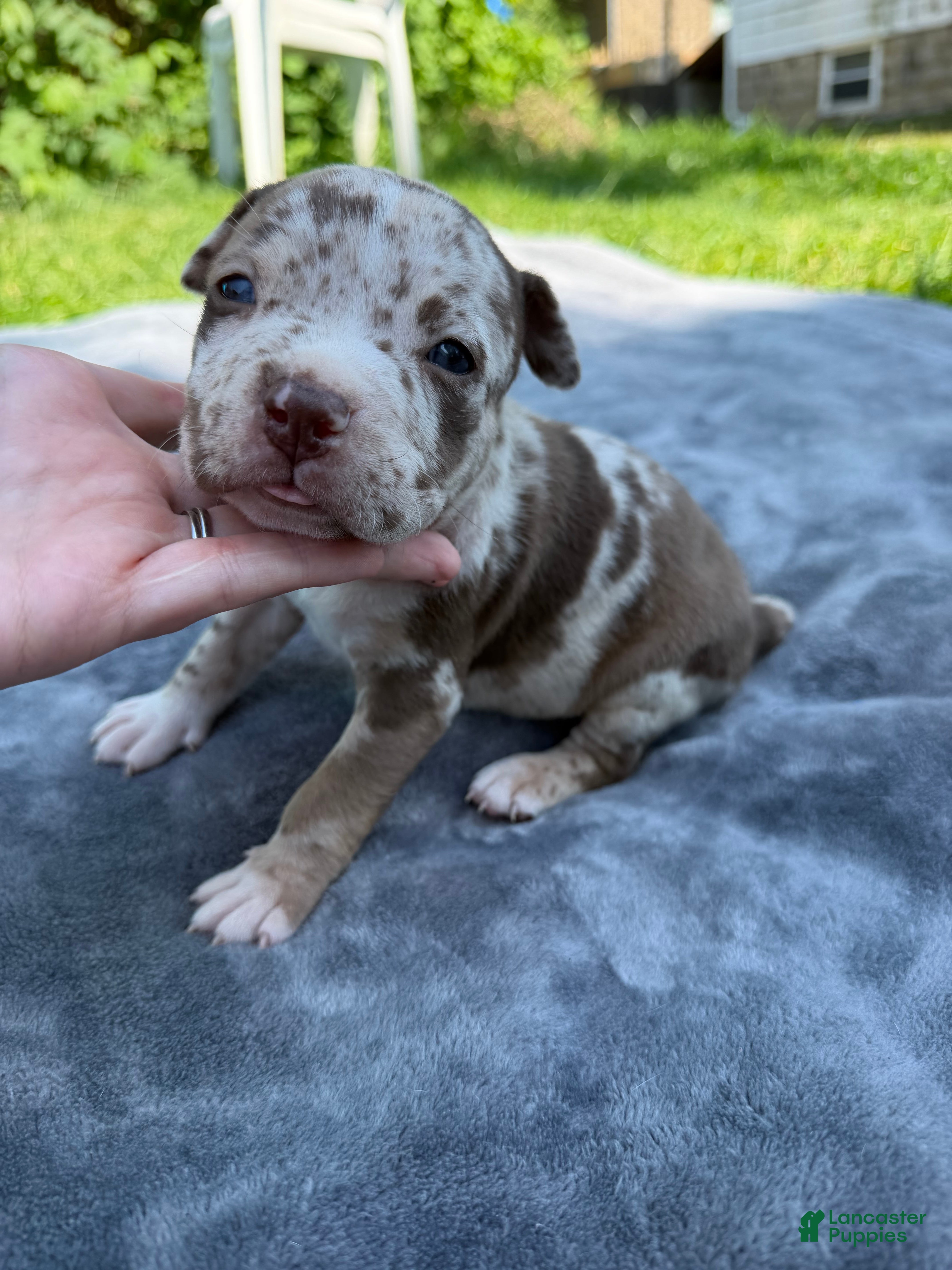 American Bully dogs Raven - Ad 1
