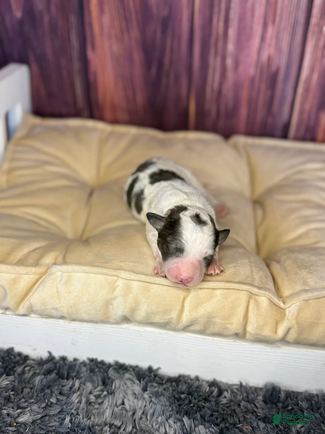 Maltipoo dogs for sale: Sean - Ad 2