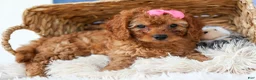 Cavapoo dogs for sale: TAMMY - Ad 10