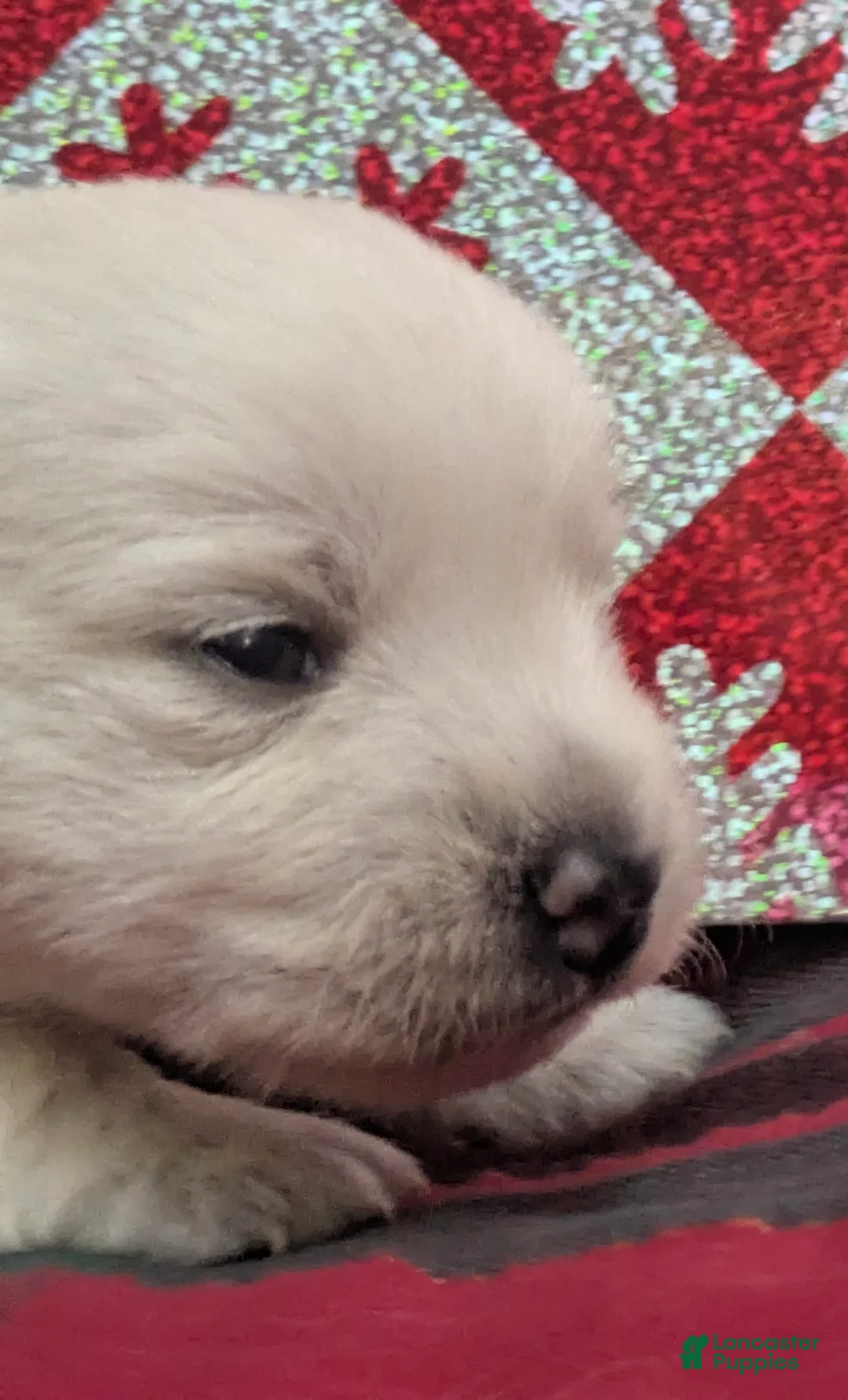 West Highland Terrier dogs for sale: Snow Baby - Ad 9