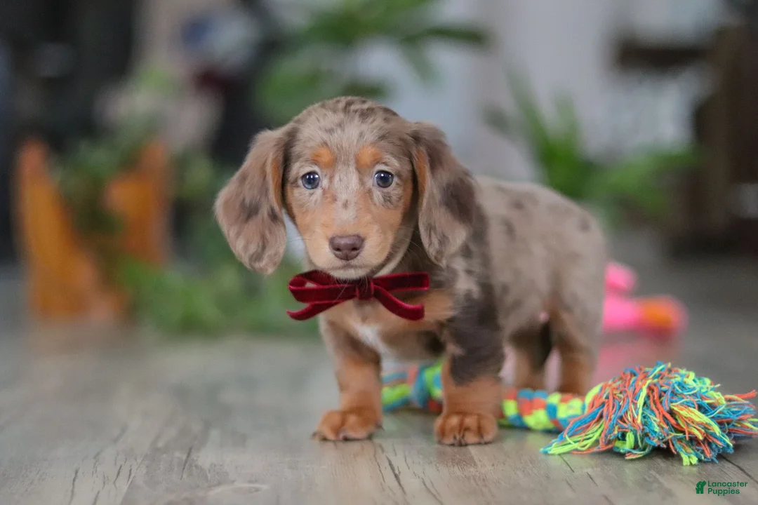 Miniature Dachshund dogs for sale: Violet - Ad 2