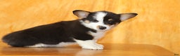 Welsh Corgi Pembroke dogs for sale: OFA Parents Farley - Ad 4