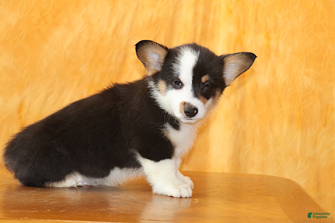 Welsh Corgi Pembroke dogs for sale: OFA Parents Farley - Ad 4