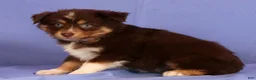 Miniature Australian Shepherd dogs for sale: Jolene - Ad 3