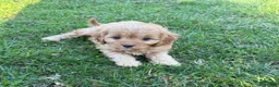 Cavapoo dogs for sale: Rusty - Ad 1