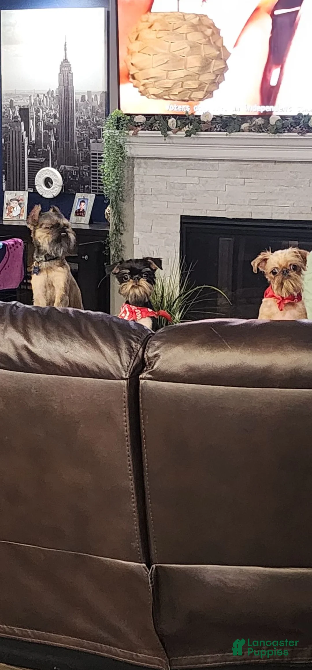 Brussels Griffon dogs for sale: Small Boy - Ad 2