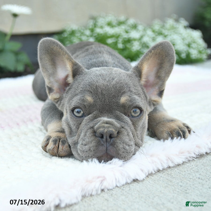 French Bulldog dogs Sailor  - Ad 2