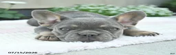 French Bulldog dogs for sale: Sailor  - Ad 2