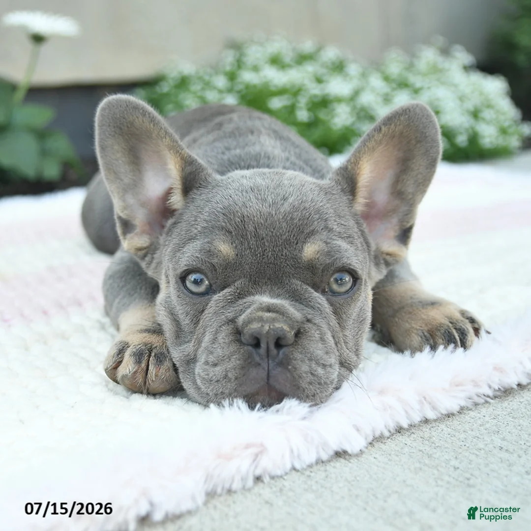 French Bulldog dogs for sale: Sailor  - Ad 2