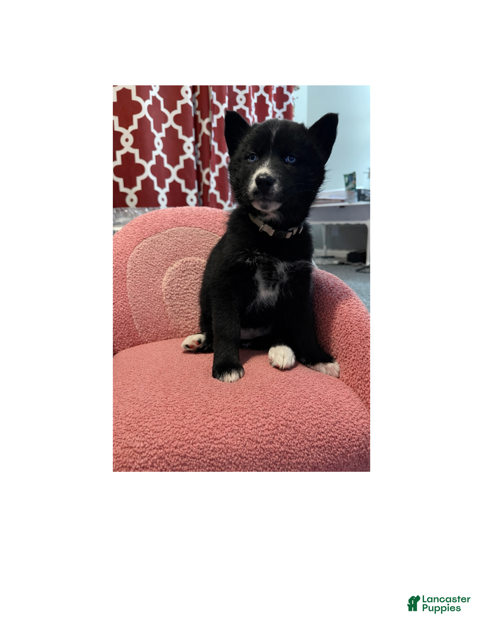 Siberian Husky dogs Noelle - Ad 23