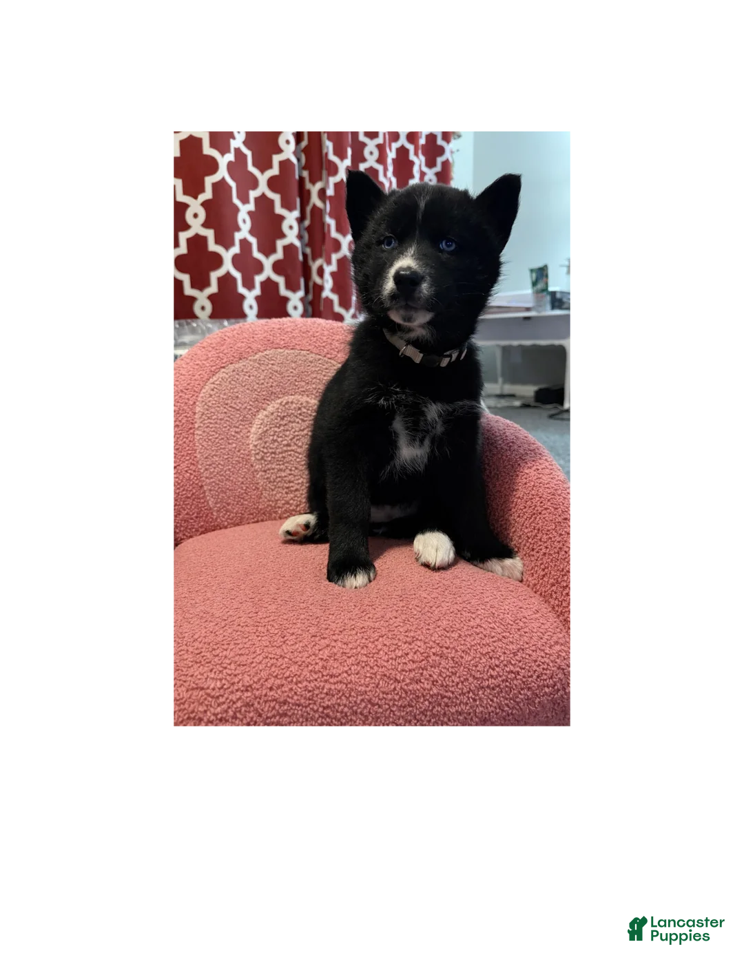 Siberian Husky dogs for sale: Noelle - Ad 1