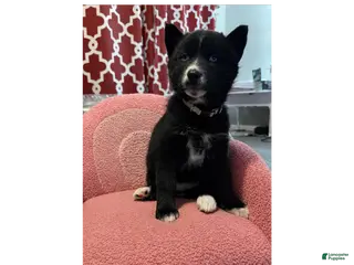 Siberian Husky dogs Noelle - Ad 23