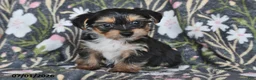 Mixed Breed dogs for sale: Roger - Ad 1