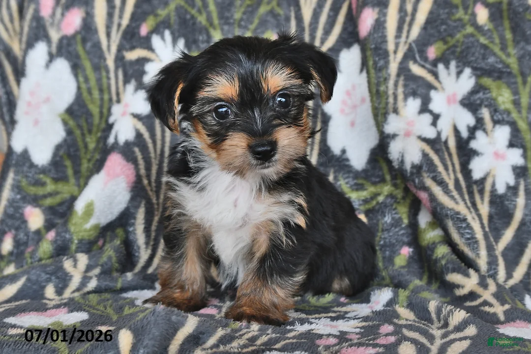 Mixed Breed dogs for sale: Roger - Ad 1