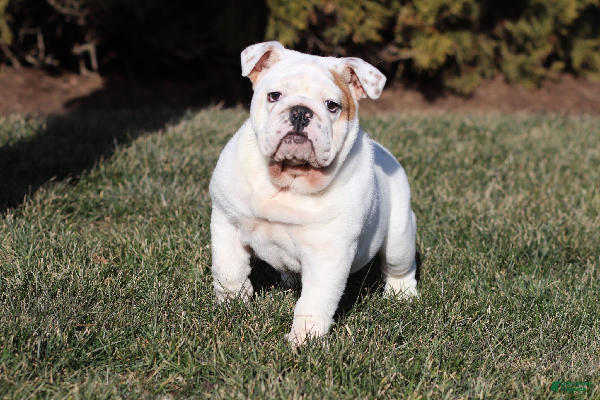 English Bulldog dogs Frosty - Ad 11