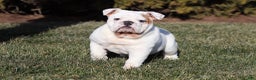 English Bulldog dogs for sale: Frosty - Ad 1